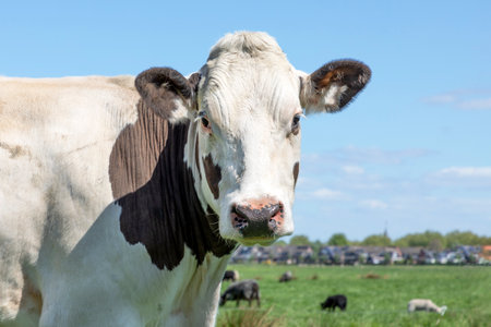 Cow portrait of a calm white and brown bovine, with pink nose and friendly and calm expression, a field and sky backgroundの写真素材