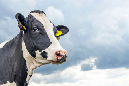 Adult black and white cow, gentle looking up, pink nose and ear tags, in front of a blue skyの写真素材