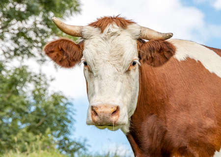 Cow portrait, close shot of a horned Montbeliarde cow looking shy with tree leaves as background.の写真素材