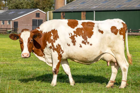 Farm cow, side view standing in the grass at a farmyard, fully in view, udder and tail, rad and whiteの写真素材