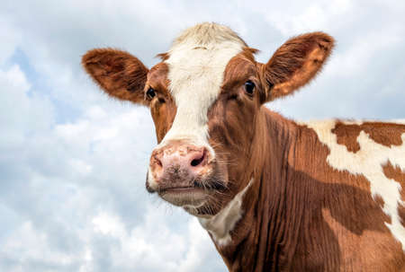 Portrait of a cow, lovely red bovine, with white blaze, pink nose and friendly and calm expression, a sky backgroundの写真素材