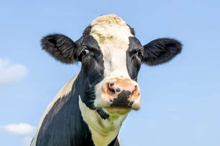 Silly funny cow head, squinted friendly looking, black and white, pink nose and in front of a blue sky.の写真素材