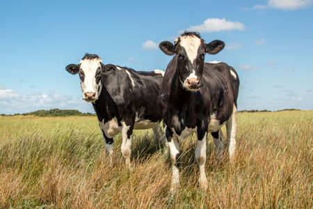 Two cute cows, frisian holstein, standing in the salt marshes of Schiermonnikoog, under a blue sky and a straight horizon.の写真素材