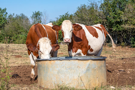 Two cows drinking from a water trough, Montbeliarde cattle in the Jura in France.の写真素材