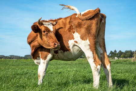 Young cow turning her head to look backwards. Red and white cow from behind, swinging tail, under a blue sky in a green pasture.の写真素材