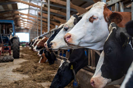 A row of cow heads in a stable during feeding time, and there is a tractor in the barn.の写真素材