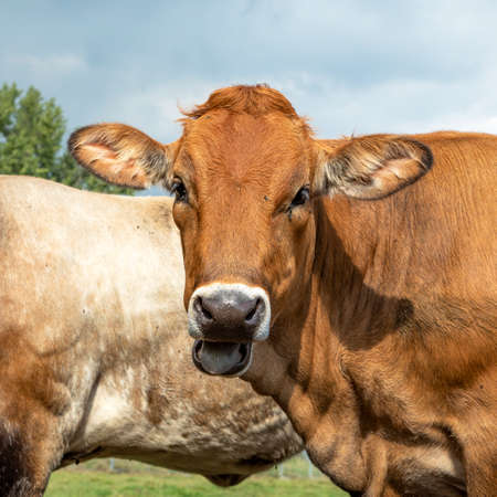 Portrait of a Jersey cow with black snout, chewing head lool out.の写真素材