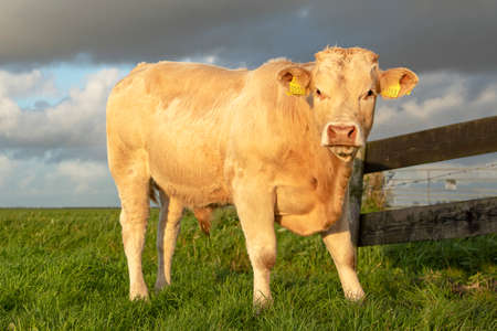 Beef bull, white, blonde d'aquitaine, stands on a meadow, next to a gate, far horizon, total shot.の写真素材