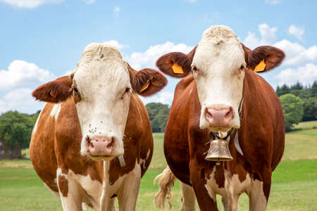 Two cows with a cowbell next to each other, medium shot, standing friendly and patient in front of a pasture.の写真素材