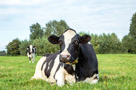 Cow is relaxing in the meadow, lying lazy, black and white and seen from the frontの写真素材