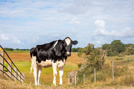 Young dairy cow stands on the dune to the salt marshes on schiermonnikoog, the Netherlands under a blue sky and a faraway straight horizon.の写真素材