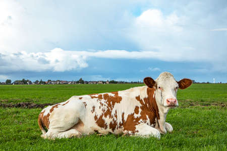 Cow lies in the field, in the pasture, relaxed and happy, in Holland, horizon and blue sky backgroundの写真素材