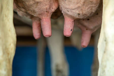 Udder and nipple of a cow close up, dripping milk, in a milking parlor machine .の写真素材