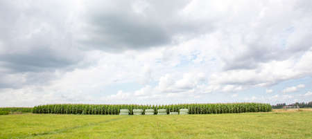 Hay bales wrapped in lime green plastic and stacked in a landscape with corn plants, a green meadow and a blue sky with white clouds.の写真素材