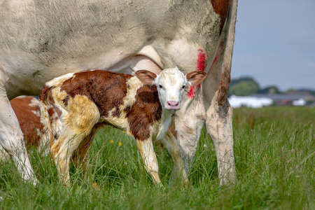 Newborn freshly cute montbeliarde calf is standing next to her mother cow in the tall green grass in a meadow.の写真素材