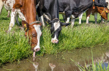 Cows drinking water, head down, green grass on the edge of the creek a rustic country sceneの写真素材