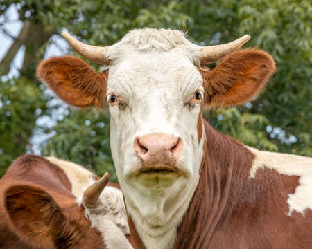 Cow portrait, a close shot of a horned Montbeliarde cow looking shy with tree leaves as backgroundの写真素材
