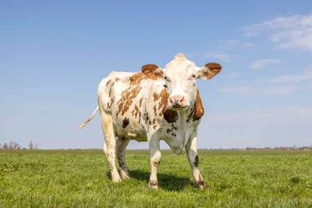 Cow sassy inviting, red and white, standing on green grass in a pasture in the Netherlands, horizon and copy space and a blue sky.の写真素材