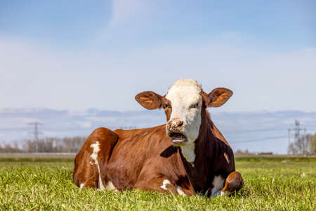 A cow mouth open, red and white in a pasture lying lazy mooing cow, wailing, showing gums and tongueの写真素材