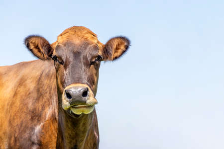 Brown swiss cow head, looking silly and funny, left view, headshot, copy space, blue sky backgroundの写真素材
