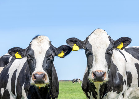 Two cows, close up heads, friends lovingly together front view, in a pasture, black and white, yellow eartagsの写真素材