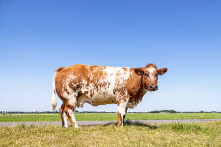 Large cow beef and dairy, standing in a field, at the background a blue sky, horizon over land, side full viewの写真素材