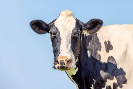 Cow looking friendly, portrait of a mature and mottled bovine, pink nose, medium shot in front of a blue sky.の写真素材