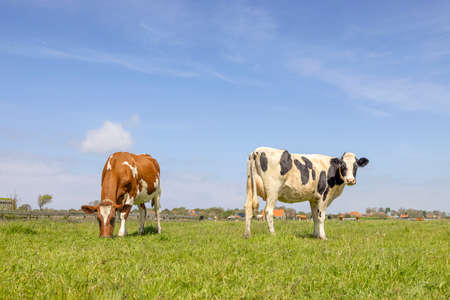 2 black and red white cows, grazing standing in a pasture under a blue sky and horizon over landの写真素材