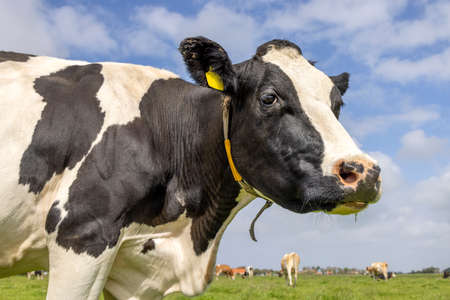 Mature cow, black and white looking curious at camera, in a green field, blue sky, at left sideの写真素材