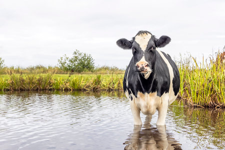 Cow cooling down, going to swim, taking a bath and standing in a creek, looking nosy, reflection in the water,の写真素材
