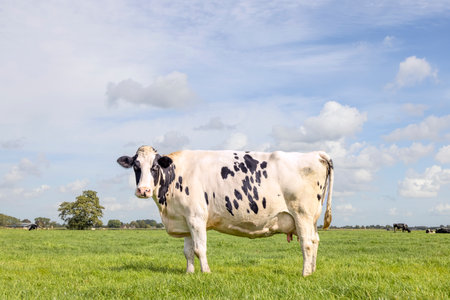 Dairy cow standing on green grass in a meadow, pasture and a blue sky, side view full bodyの写真素材
