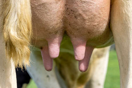 Cow udder and four tea close up, soft pink and tailの写真素材