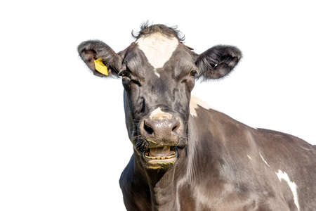 Cow isolated on white, black and white cute looking happy, mooing head heckling, face mouth openの写真素材