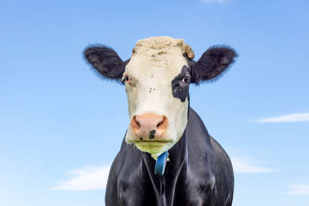 Cute cow, black and white with eyepatch, front view looking, pink nose, medium shotの写真素材