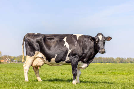 Dairy cow cattle black and white, standing on a path, Holstein cattle, udder large and full and mammary veins, a blue skyの写真素材