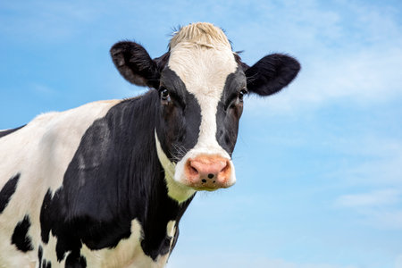 Sweet cow, black and white gentle looking, pink nose, in front of a blue skyの写真素材