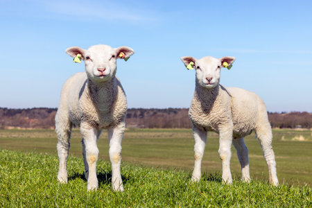 Two lambs standing looking next to each other on an green grass embankment dike on the island Terschellingの写真素材