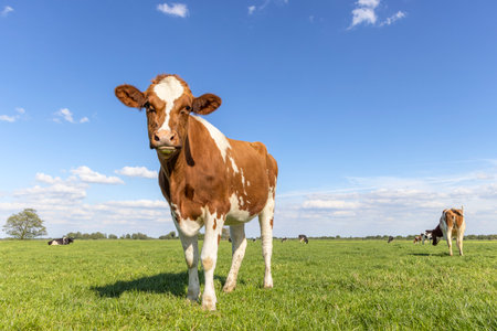 Happy cow standing full length in front view and copy space, cows in background, green grass in a field and a blue skyの写真素材