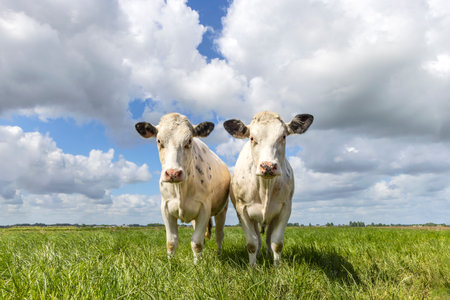 2 Cows white, standing in the middle of a field in the Netherlands, a blue sky and horizon over landの写真素材