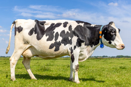 Dairy cow standing full length side view, milk cattle black and white, standing Holstein cattle, a blue sky and horizon over land in a field in the Netherlandsの写真素材