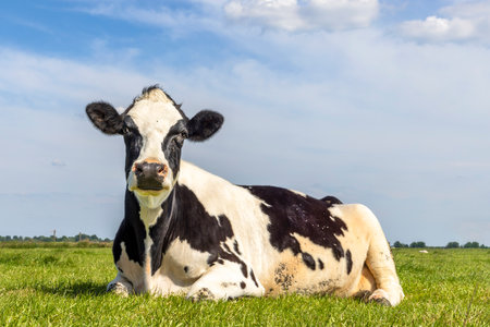 Cow lying down relaxed and looking at camera in a green field in the Netherlands, black and white mottled, horizon over land and a blue skyの写真素材