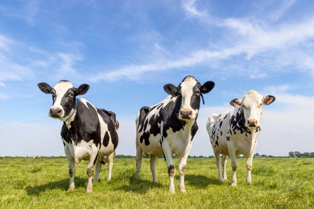 3 Cows black and white group together in a field, happy and joyful and a blue sky, a wide view, looking shy and curiousの写真素材
