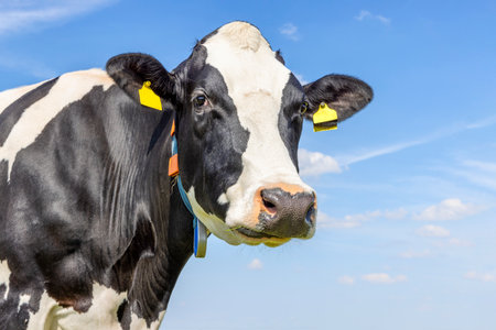 Dairy cow portrait of an old and grumpy one, white blaze and mature soft expression, black and white gentle looking, in front of a blue skyの写真素材