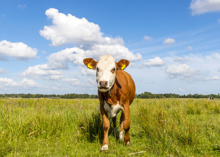 Standing cow full length in front view and copy space, milk cattle red and white, a blue sky in a field, horizon in the Netherlandsの写真素材