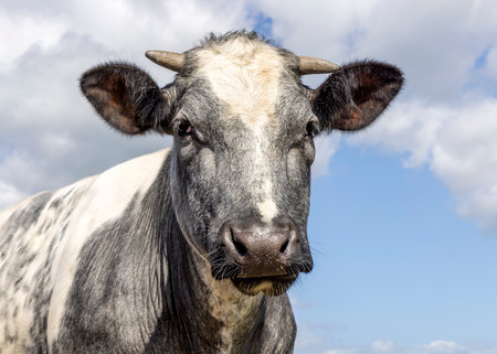 Gray cow with white small horns and pink nose, looking soft and friendly, head shot in front view of a blue cloudy skyの写真素材