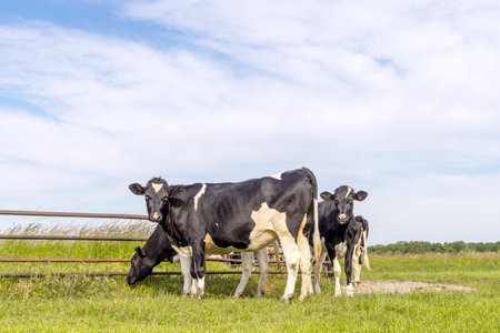 Group of cows in a field grazing, frisian holstein, standing near a gate in a pasture, a happy heifer groupの写真素材