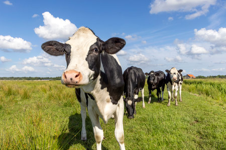 1 cow in front approaching looking curious, a pack of livestock black and white, in a field a blue skyの写真素材