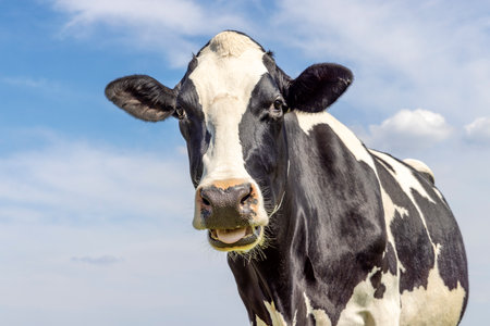 Portrait of a cow mooing, a cute chewing one, with white blaze and black nose and friendly looking in front of a blue skyの写真素材