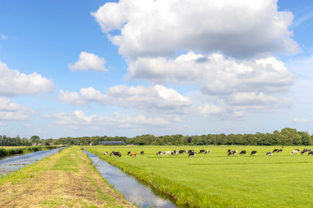 Grazing cows in farmer landscape, in the pasture, peaceful and sunny, ditches and a blue sky with cloudsの写真素材