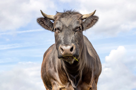 Cow black beauty, dark brown fur and horned, medium shot front view and a blue sky backgroundの写真素材